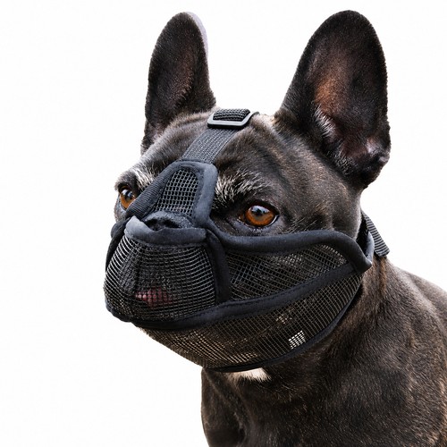 Maulkorb für hunde mit - für,