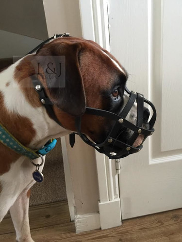 Licht leder hund - licht, maulkorb