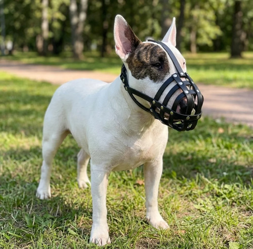 Licht leder hundemaulkorb - leder, für