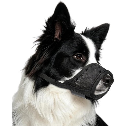 Hunde maulkorb hundeschnauze - hunde,