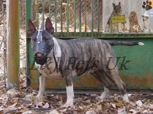 Stark leder hund maulkorb - hund,