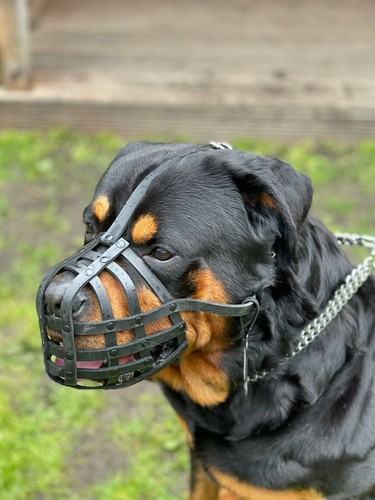 Licht leder hund - leder, für