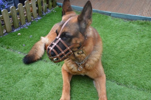 Neu licht leeder hund maulkorb - licht,