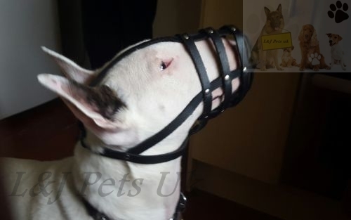 Licht leder hundemaulkorb - hundemaulkorb, für