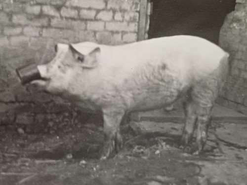 Schwein spielt mit becher - schwein,