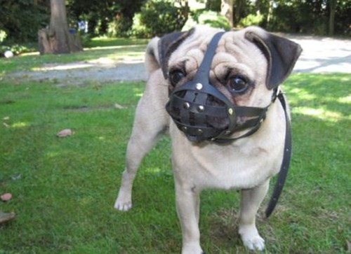 Licht leder hund - licht, für